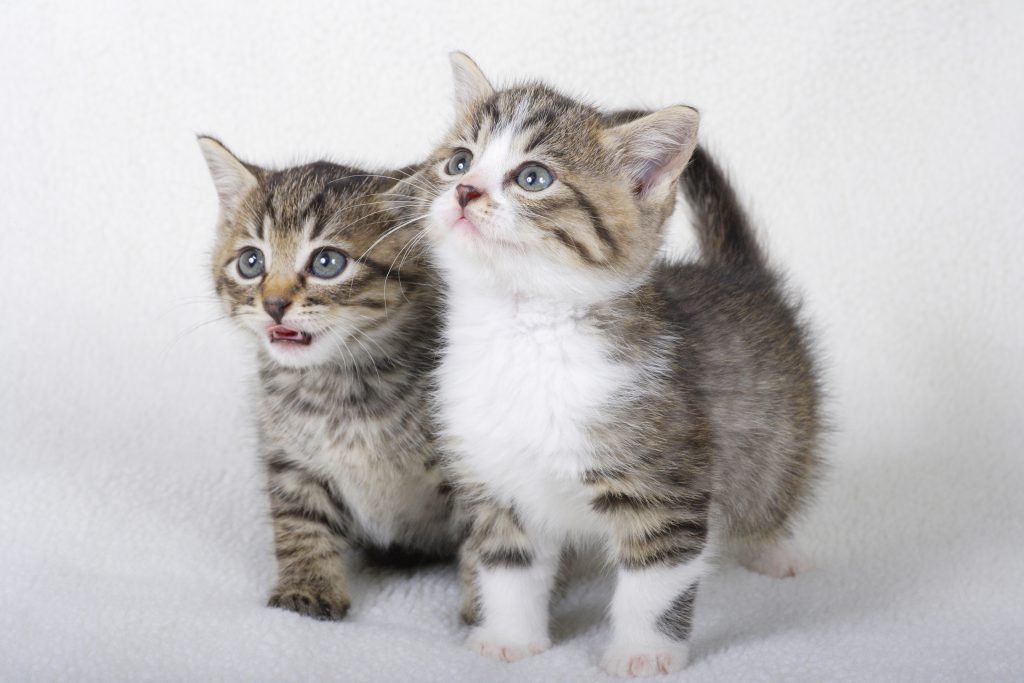 マンチカンの基礎知識を学ぼう！飼い方・歴史・飼育費用・ケア方法 