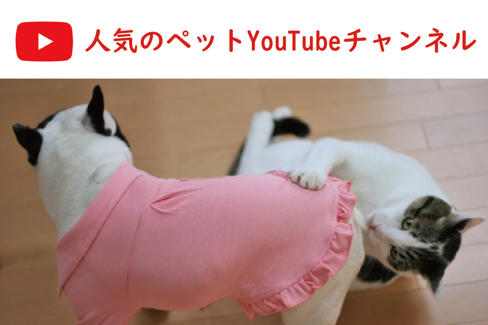 癒しの犬猫動画が見れる人気のペットYouTuber(ユーチューブ・ユーチューバー)インフルエンサーチャンネルランキング