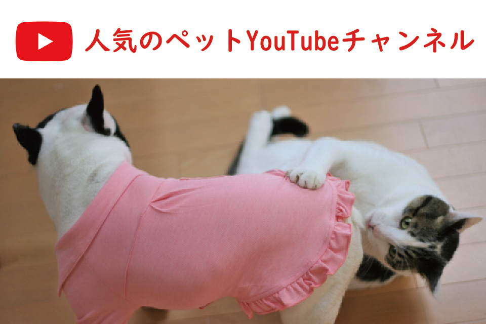 癒しの犬猫動画が見れる人気のペットyoutube ユーチューブ チャンネルランキング Equall Life