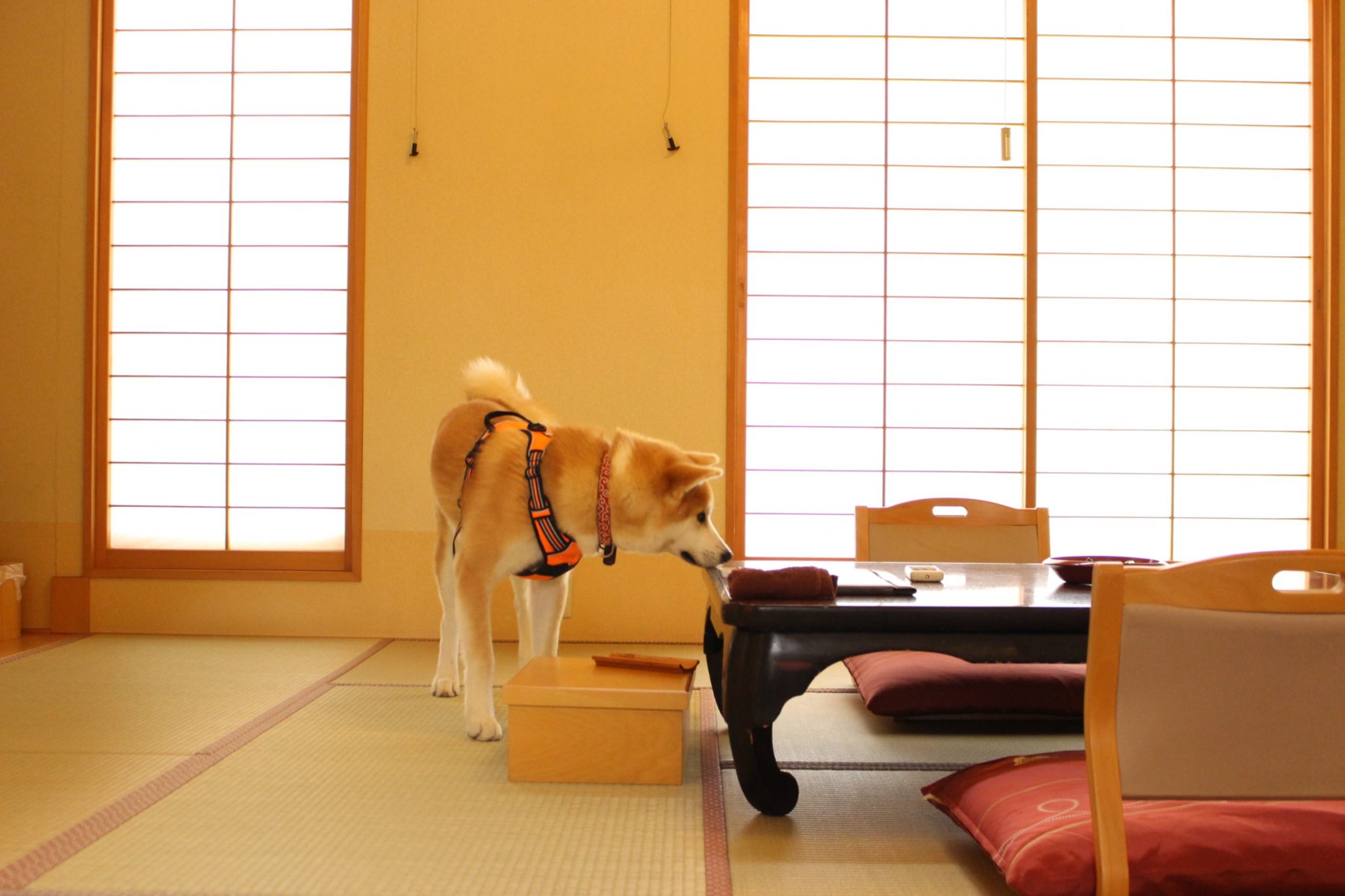 秋田県で愛犬とおでかけ！気軽に立ち寄れるカフェやペットと泊まれる宿を愛犬家目線でピックアップ | equall LIFE