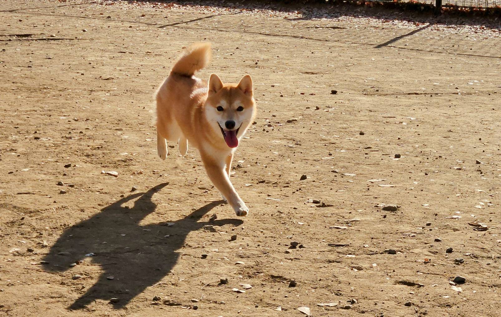 動物虐待問題の現状を解説！法律の役割や課題と対策 | equall LIFE